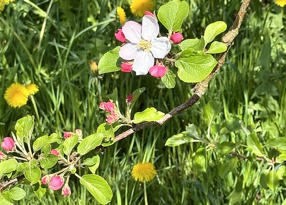 Löwenzahn im Apfelbaumgarten