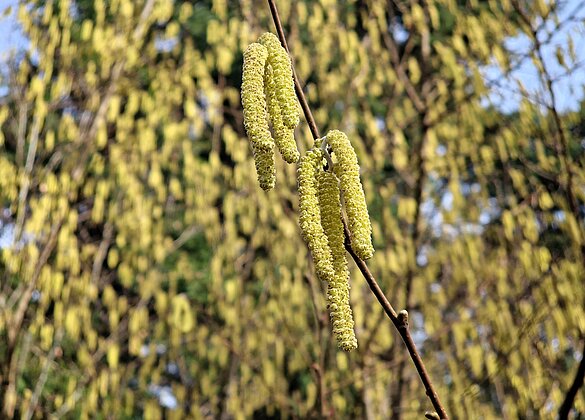 Waldzeit -ein Haselstrauch in voller Blüte. 