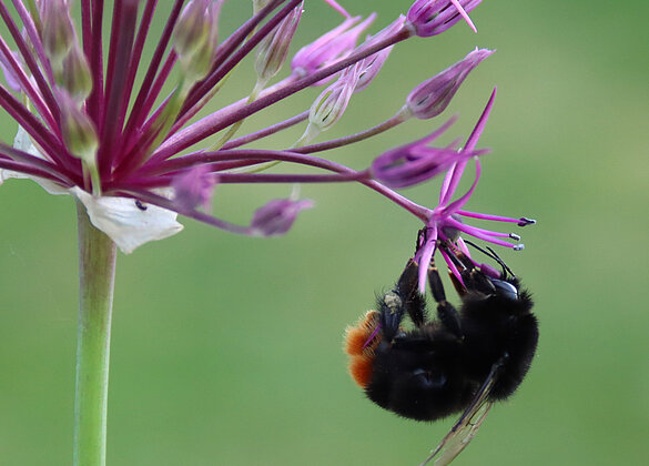 Akrobatik-Kunst an einer Allium. (Hummel beim Naschen)