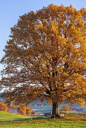 Gold steht ihr gut... die Stettenbacher Eiche im Herbstkleid