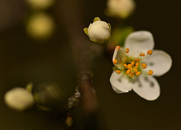 Schon zeigt sich der Schwarzdorn von der schönsten  Seite.
