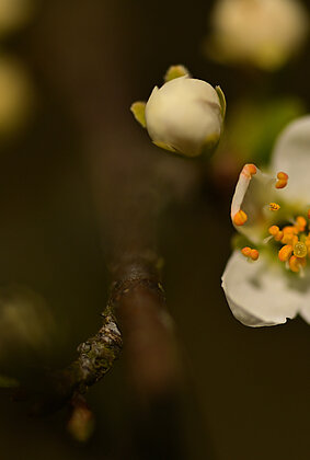 Schon zeigt sich der Schwarzdorn von der schönsten  Seite.