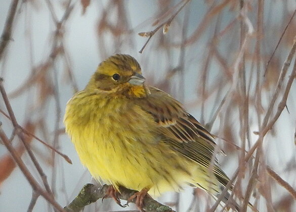 Hübscher Farbtupfer in der Winterlandschaft, die Goldammer.