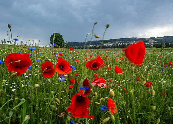 Es windet im Mohnfeld, ein Gewitter im Anzug!