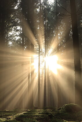 Faszinierendes Lichtspiel im Wald