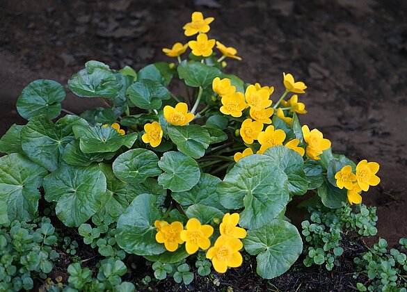 Auch die Dotterblumen sin erwacht