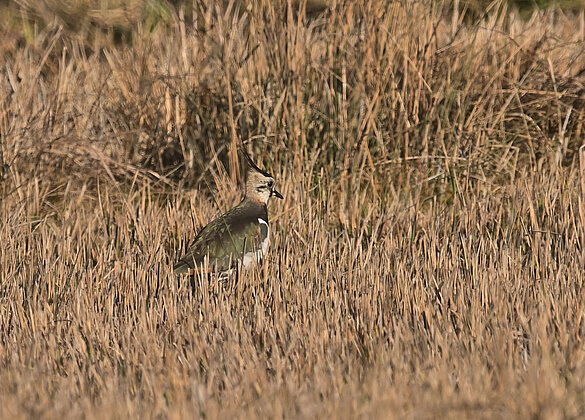 Und schon sind die Kibitze wieder zurück im Wauwiler Moos
