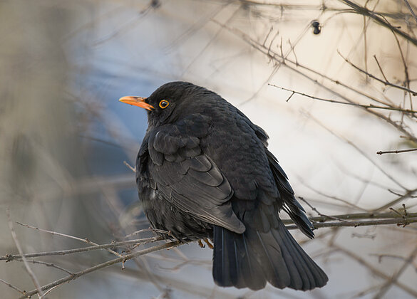 Eine aufgeblusterte Amsel bei -11 Grad