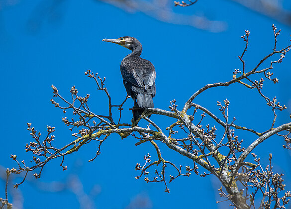 Ein Kormoran auf Fischsuche im Wauwilermoos.