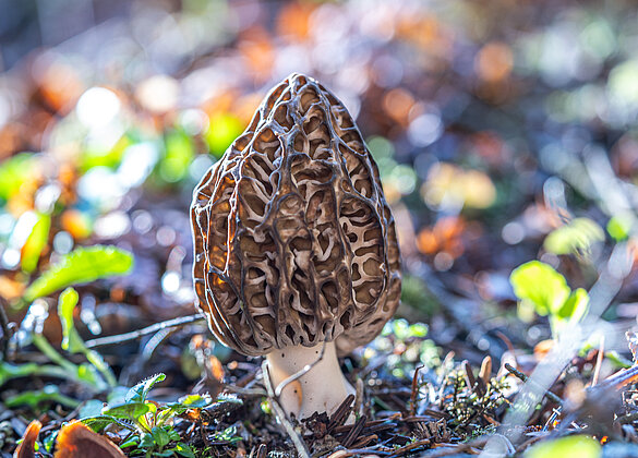 Ein glücklicher Morchelfund!