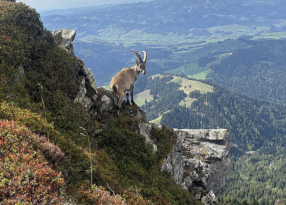 Hoch über dem Tal gehört die Aussicht ihm.