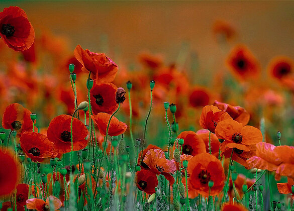 Der Mohn ist aufgegangebn