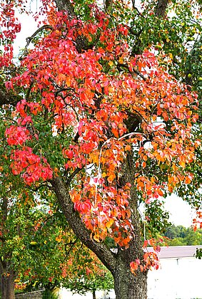 An diesem Birnbaum zeigen sich die ersten Herbstfarben