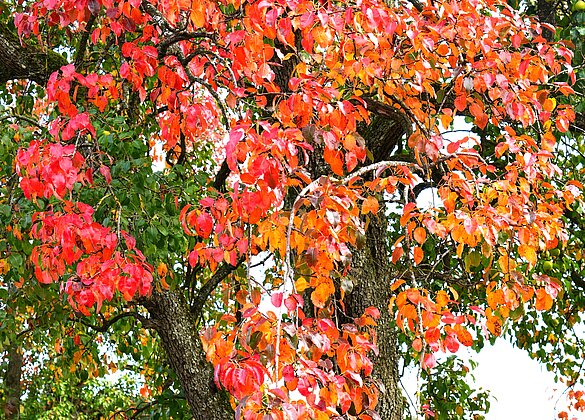 An diesem Birnbaum zeigen sich die ersten Herbstfarben