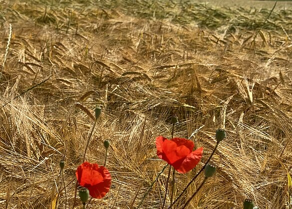 Roter Mohn im reifenden Gerstenfeld,herrlicher Farben