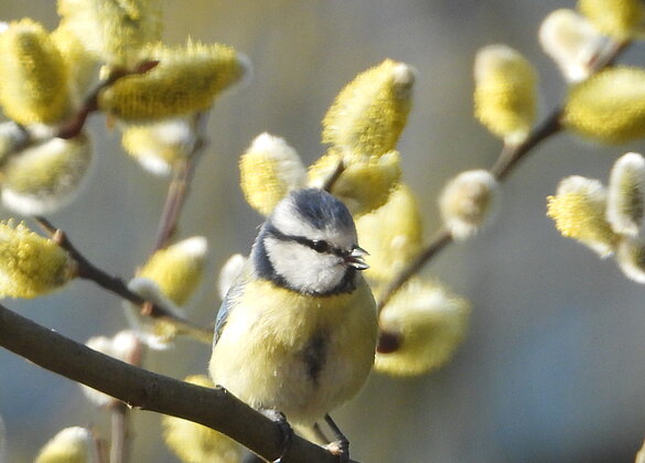 Beinahe hätte ich sie nicht gesehen, die kleine Blaumeise.