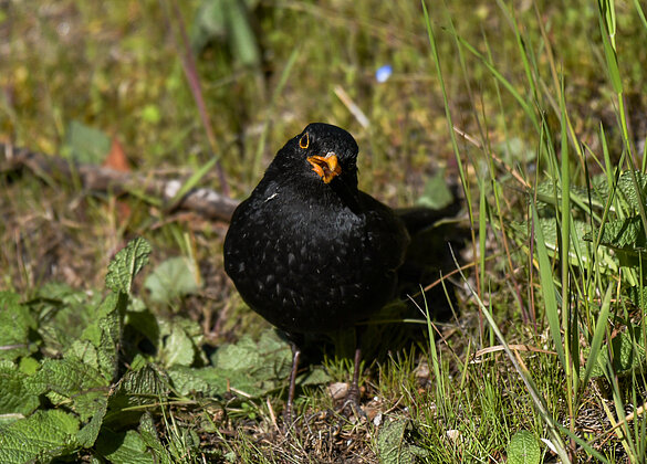 Herr Amsel bei der Futtersuche