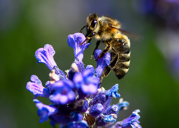 Biene auf Lavendel