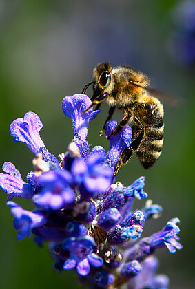 Biene auf Lavendel