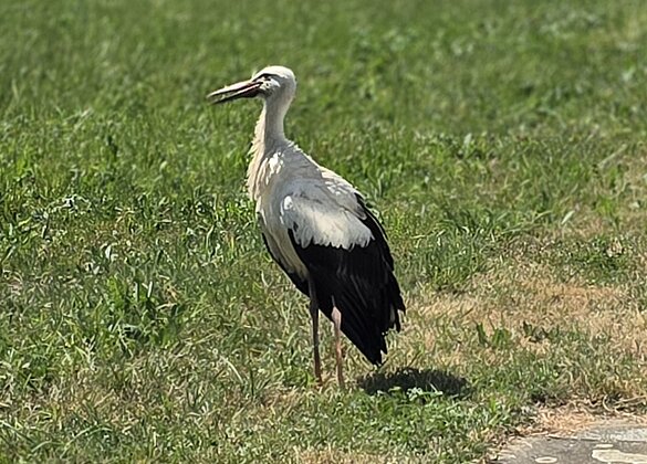 Storch