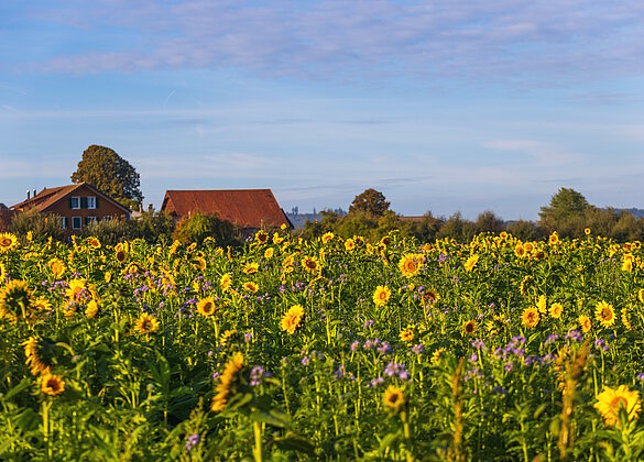 Ein milder Morgen im Oktober