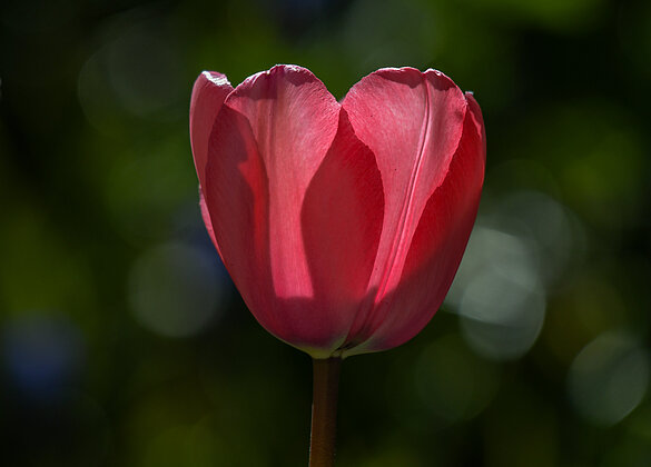 Tulpe im Gegenlicht