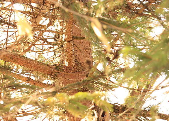 Ich habe sogar 2 Waldohreulen auf dem gleichen Baum gesehen