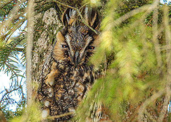 Gut getarnte Waldohreule, verschmelzt sich mit der Tanne!