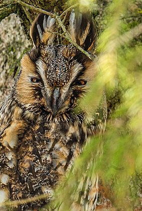 Gut getarnte Waldohreule, verschmelzt sich mit der Tanne!