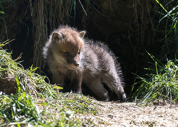 Fuchswelpe geniesst die wärmende Aprilsonne.