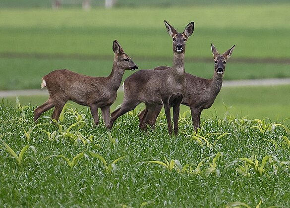 Ein echter Blickfang, diese Rehe. 