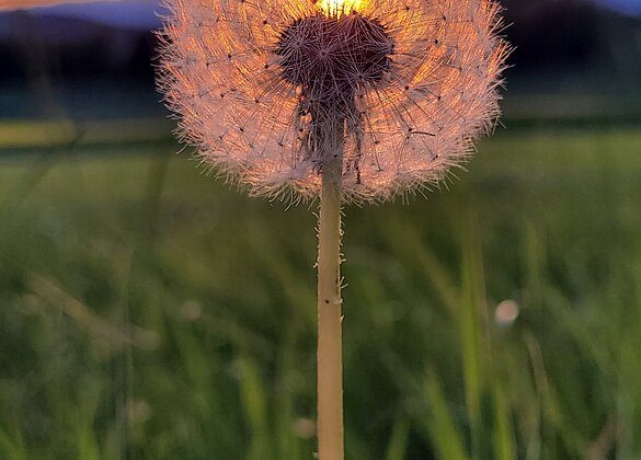Dieser verblühte Löwenzahn leuchtet im Sonnenuntergang