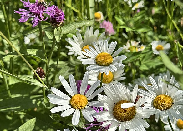 Bunte Wiese