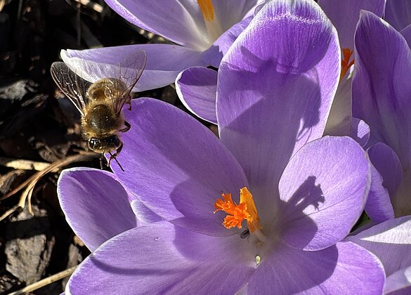 Biene besucht die herrlichen Krokusse