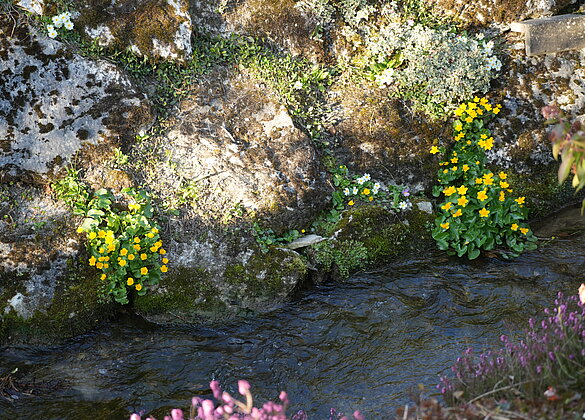 Traumhafter Frühling am Fröschlochbächli in Zell