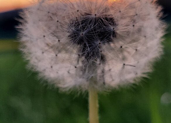 Dieser verblühte Löwenzahn leuchtet im Sonnenuntergang