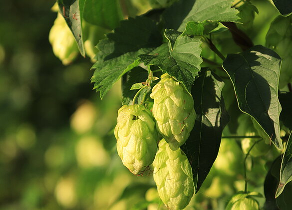 Im Moos gedeiht der Hopfen