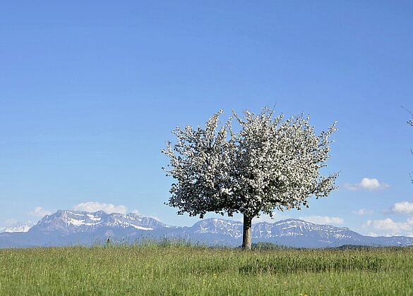 Die Natur zeigt sich in ihrem schönsten Frühlingskleid