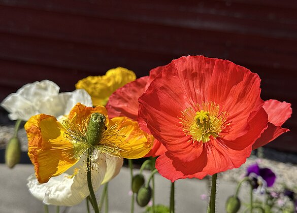 Herrlicher Mohn…..