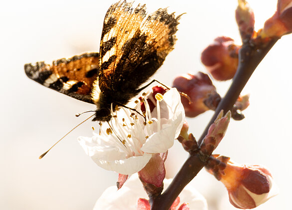 Wo Blüten sind, kehrt Wärme zurück.