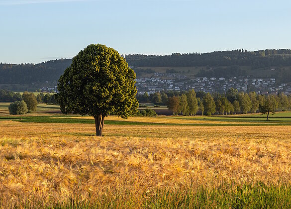 Ein prachtvolles Gerstenfeld, im Ettiswilermoos