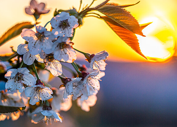 Kirschblüten im Sonnenaufgang!