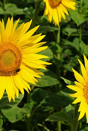 Sonnenblumen - Sommerzeit