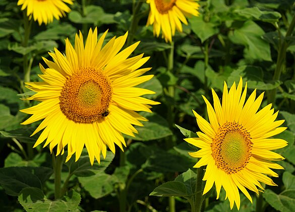 Sonnenblumen - Sommerzeit