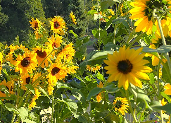Wir verbreiten Freude solange, wie es die Natur erlaubt.