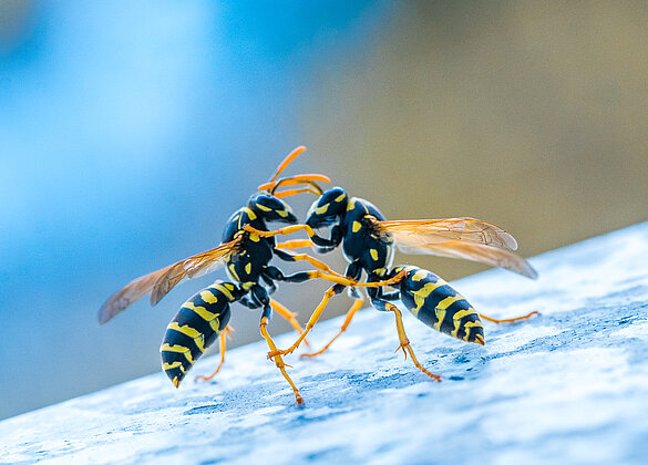 Frühlingstanz der Feldwespen Königinnen!