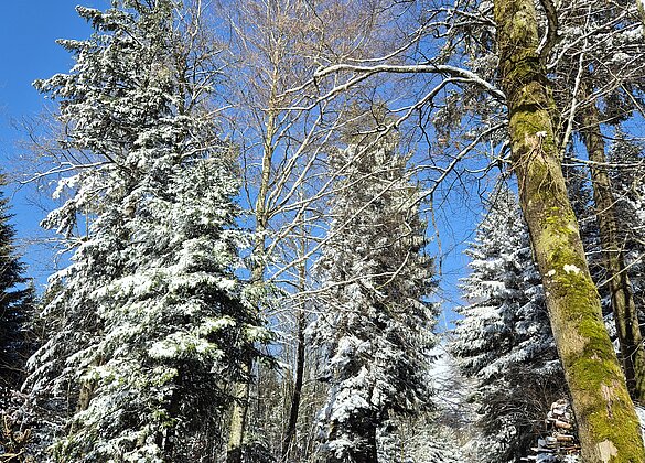 Der Winter kam zurück