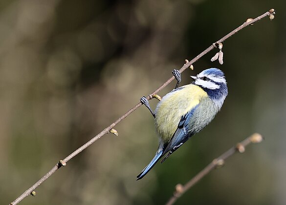 Die Blaumeise ist ein kleiner Akrobat. 