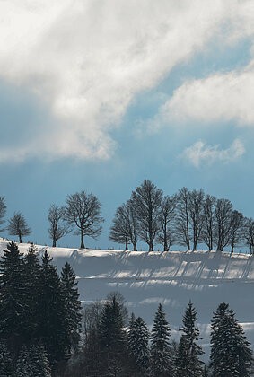 Ahorn Grenze Bern Luzern 
