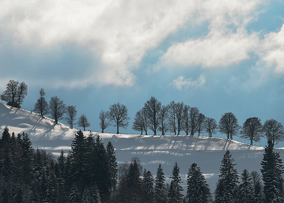 Ahorn Grenze Bern Luzern 